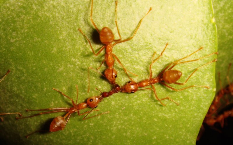 ants on a leaf