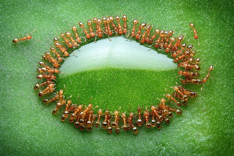 Ants on a Leaf — Green