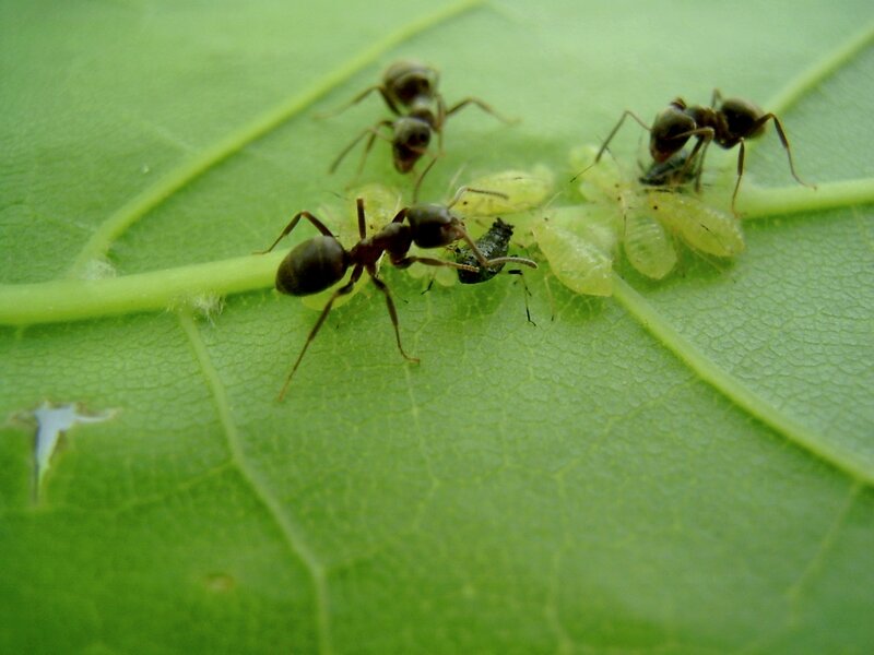 ants on a leaf with aphids