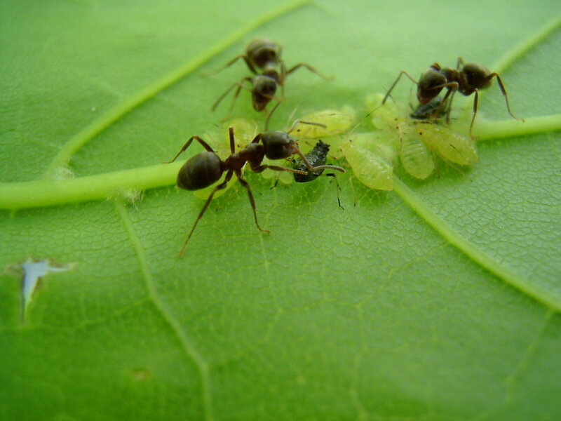 ants on a leaf with aphids
