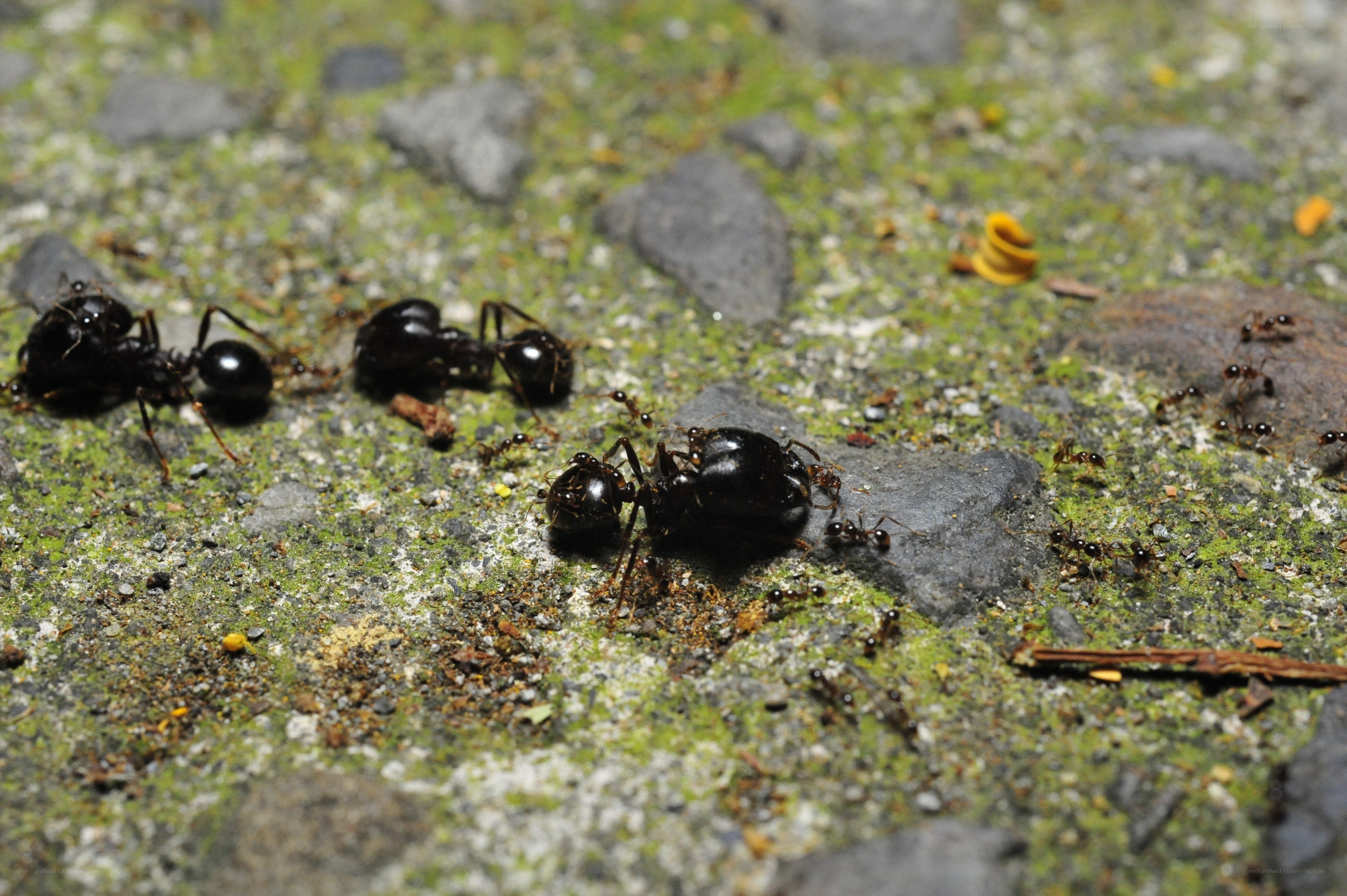 Ants on a mossy surface