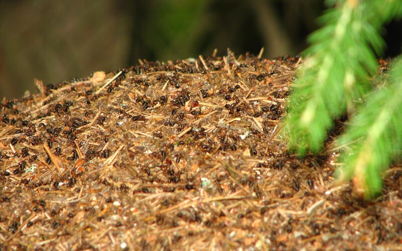 ants on a mound