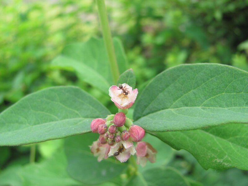 Ants on a pink flower