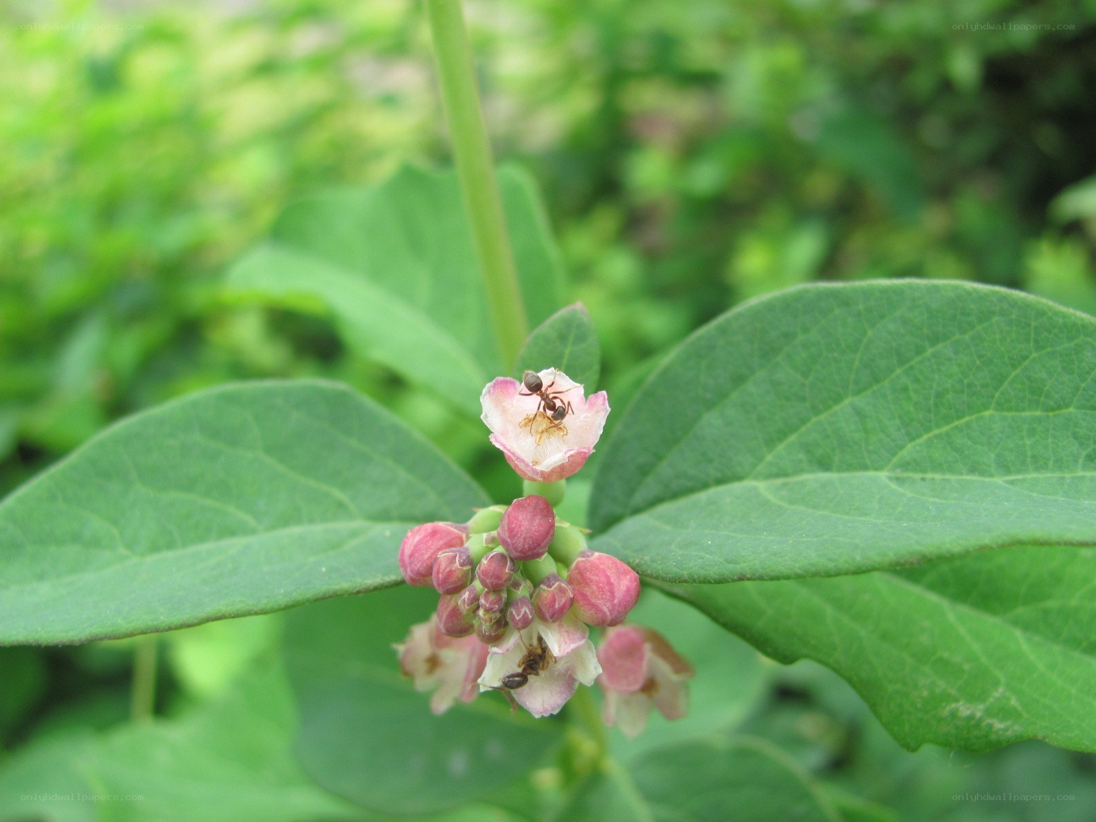 Ants on a pink flower