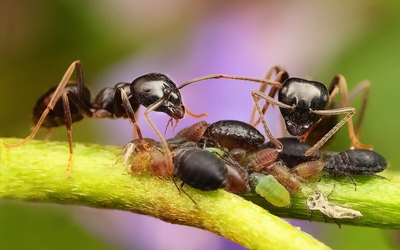 Ants on a Plant Stem — Green