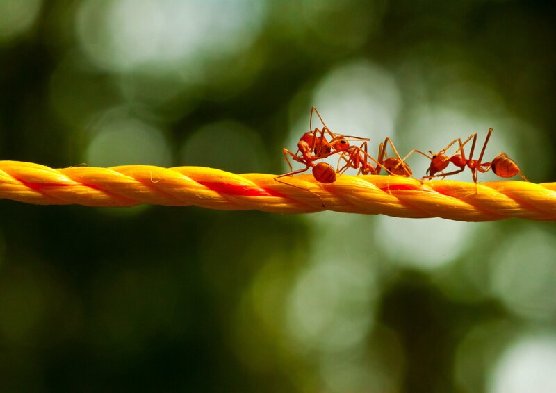 ants on a rope