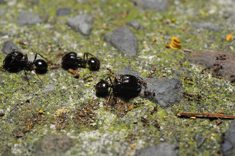 Ants on a Stone Surface