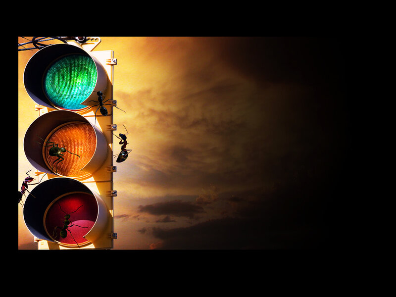Ants on a traffic light
