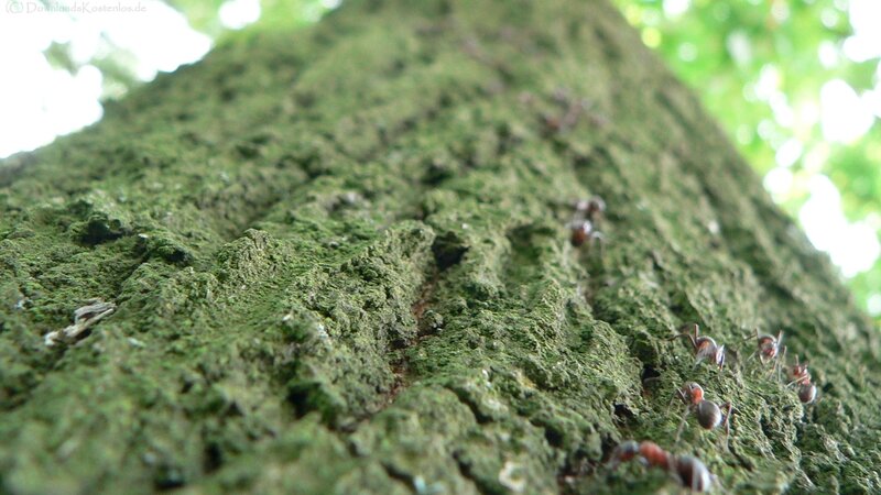 ants on a tree trunk