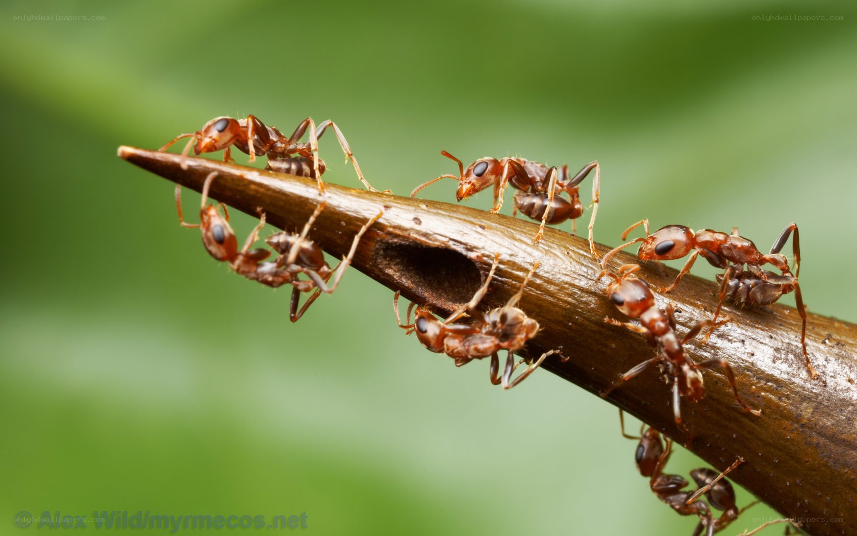 Ants on a twig