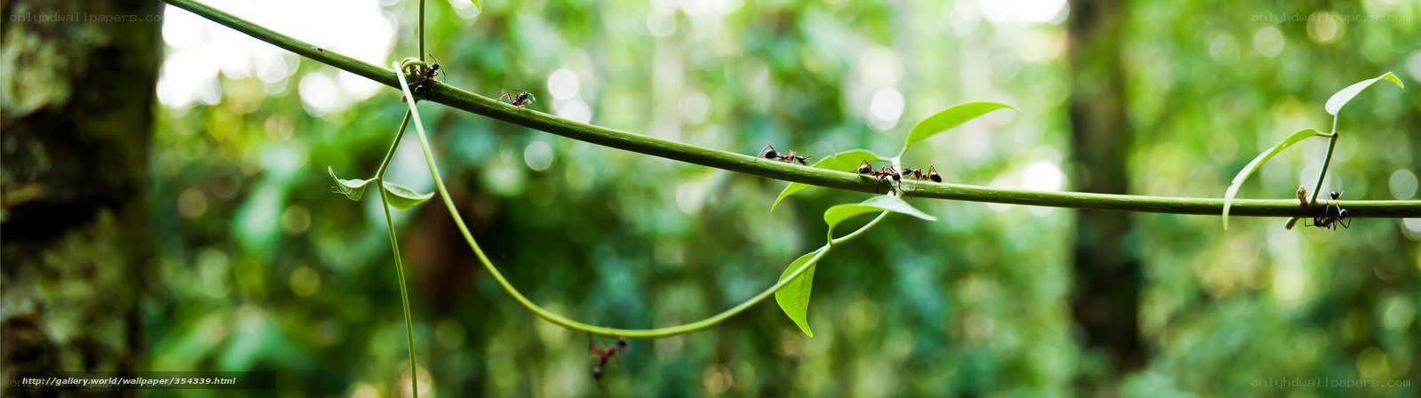 ants on a vine in forest
