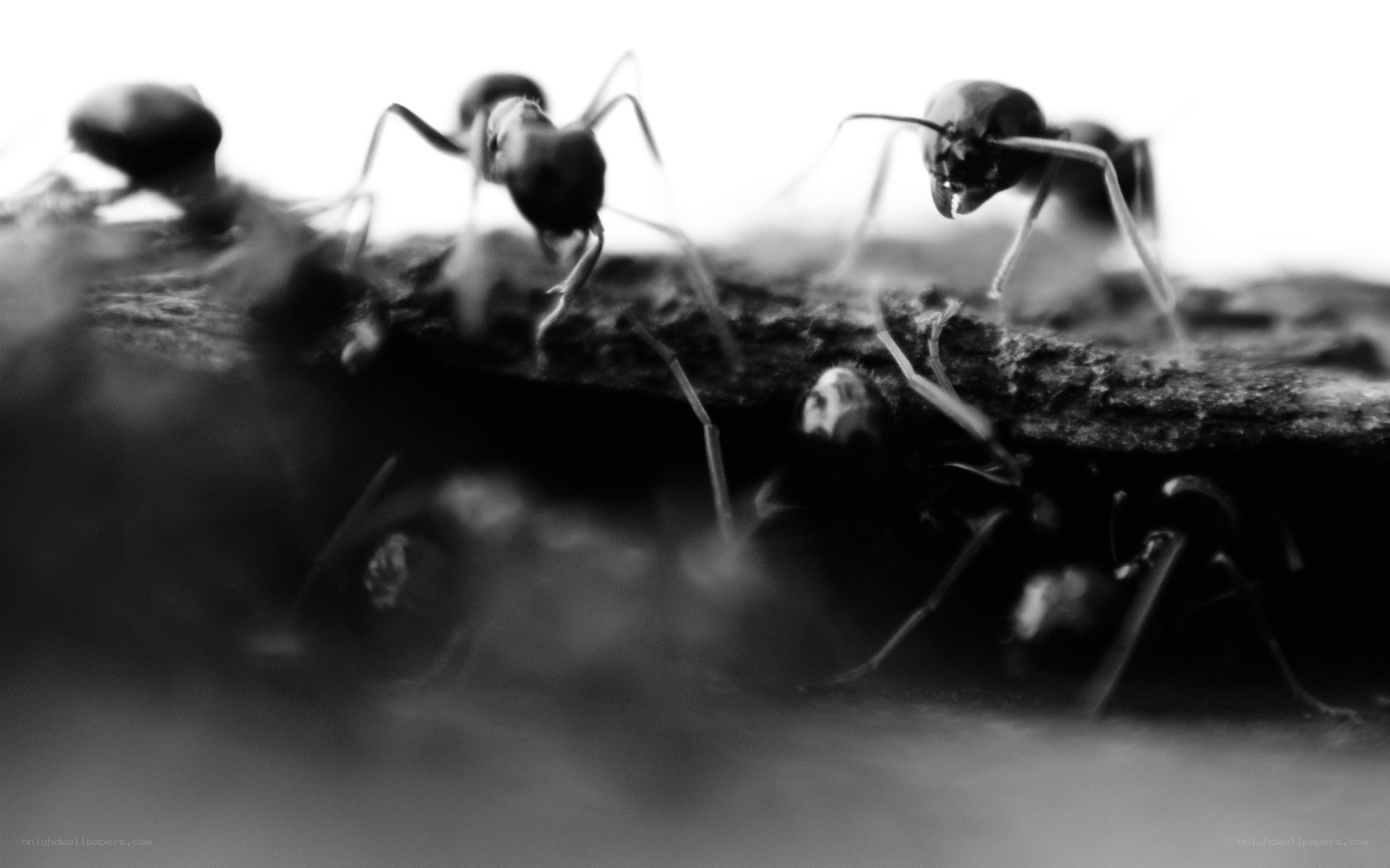 ants on a wooden surface
