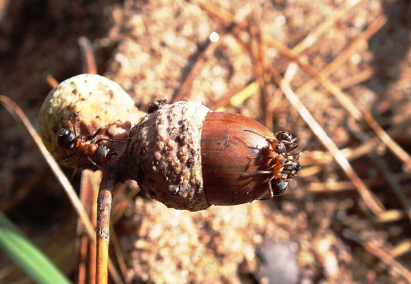 Ants on Acorn