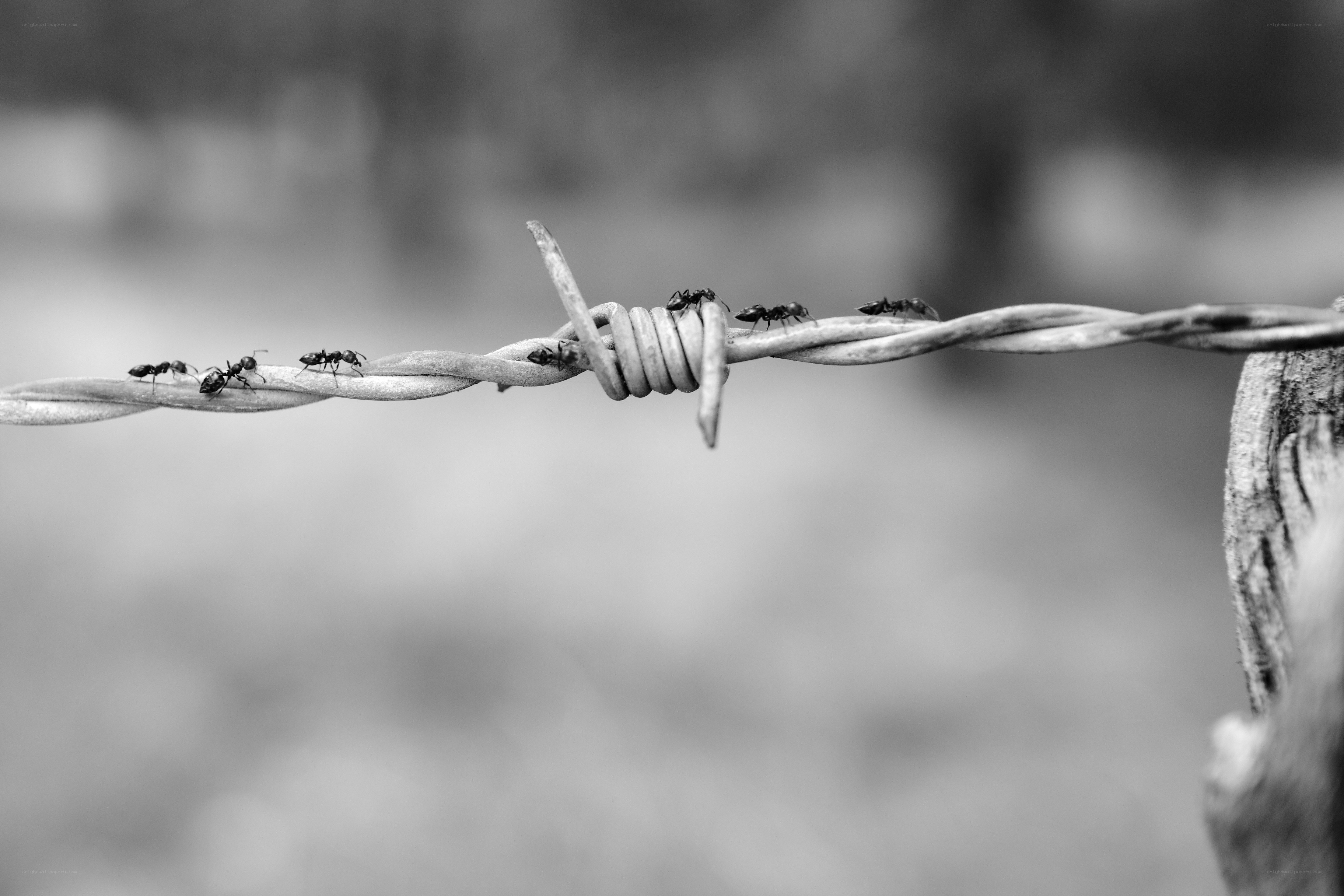 ants on barbed wire