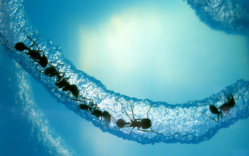 Ants on Bubble Tube — Blue