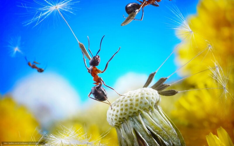 Ants on Dandelion