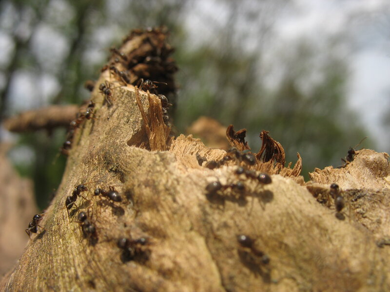 Ants on Decaying Wood