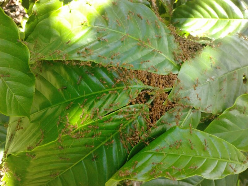 Ants on Green Leaves