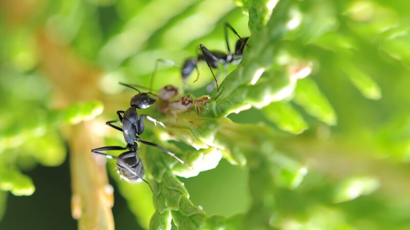 Ants on Green Plant