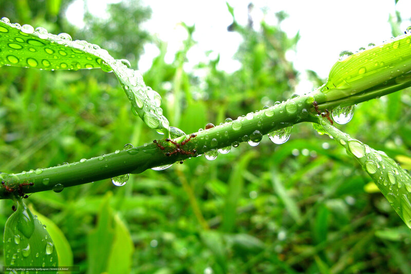 Ants on Green Stem