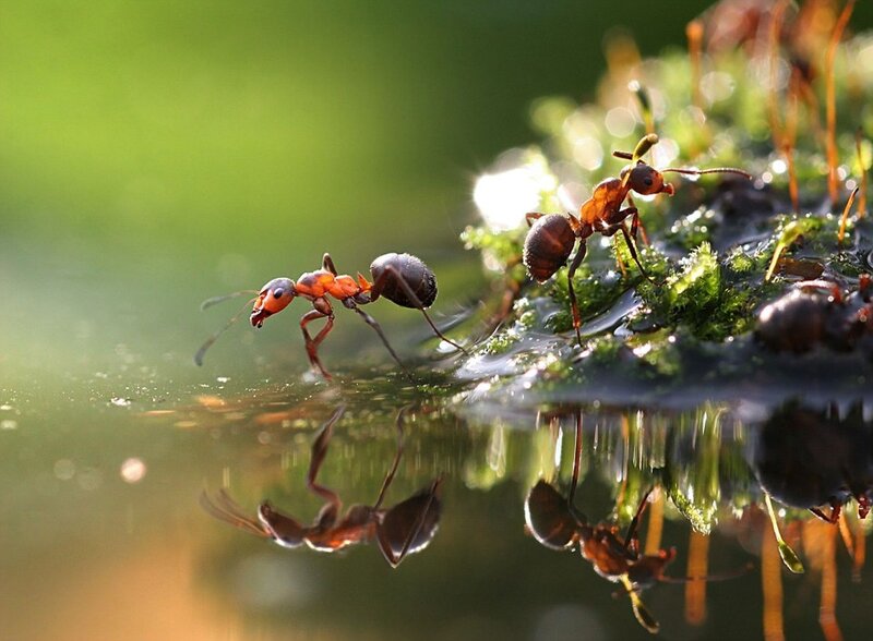Ants on Moss