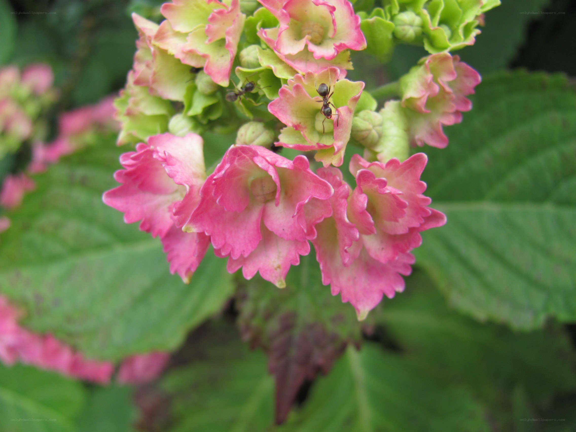 ants on pink hydrangea