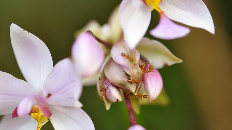 ants on pink orchid flowers