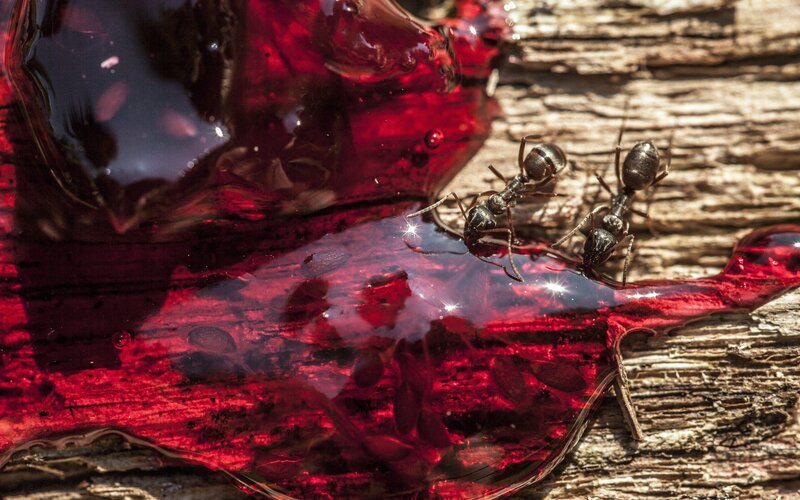 Ants on Red Liquid — Dramatic