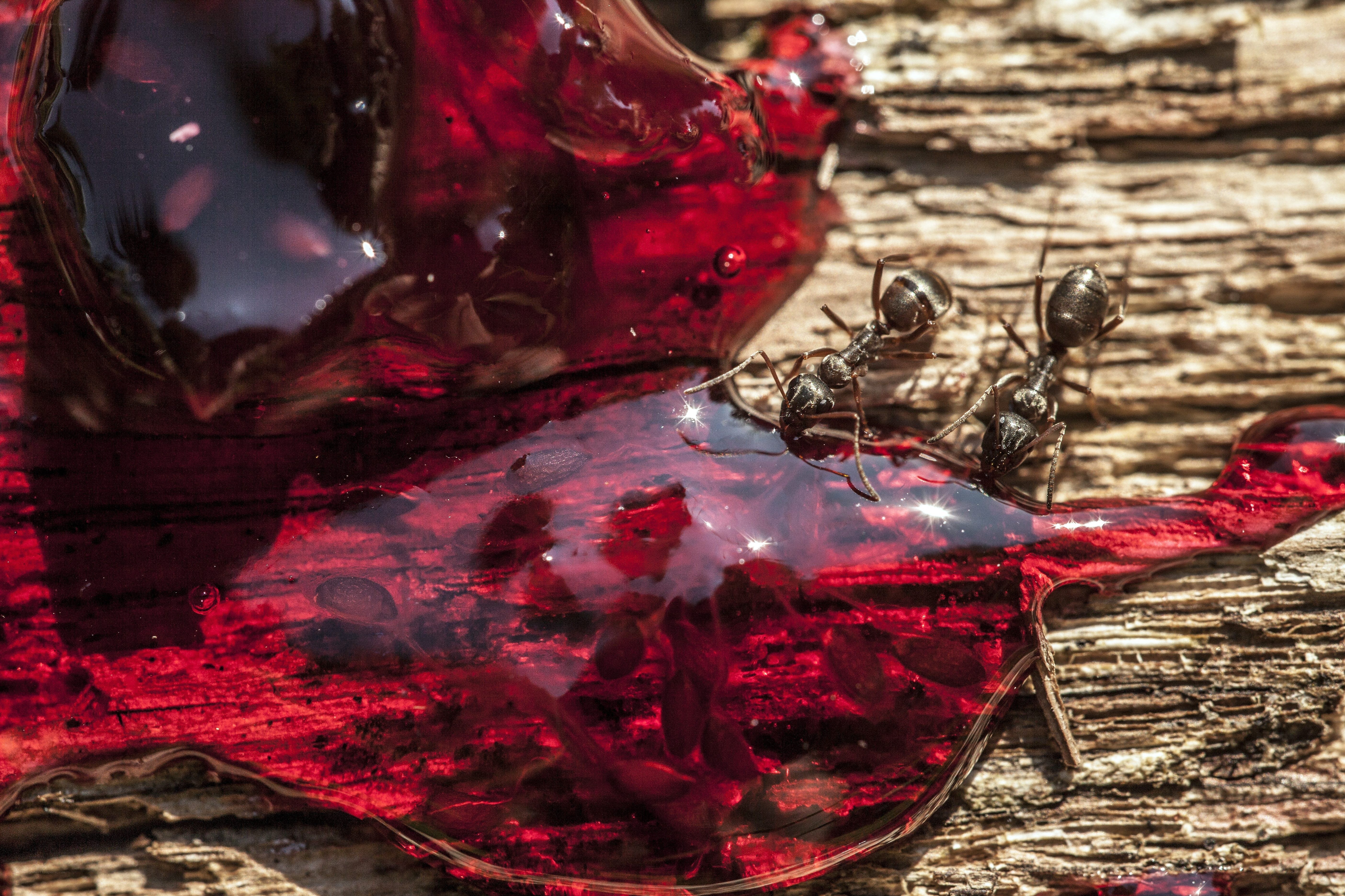 Ants on red liquid