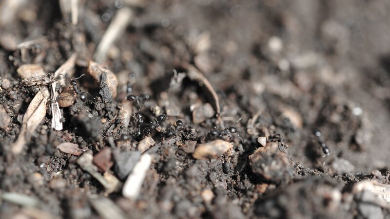 Ants on Soil — Brown