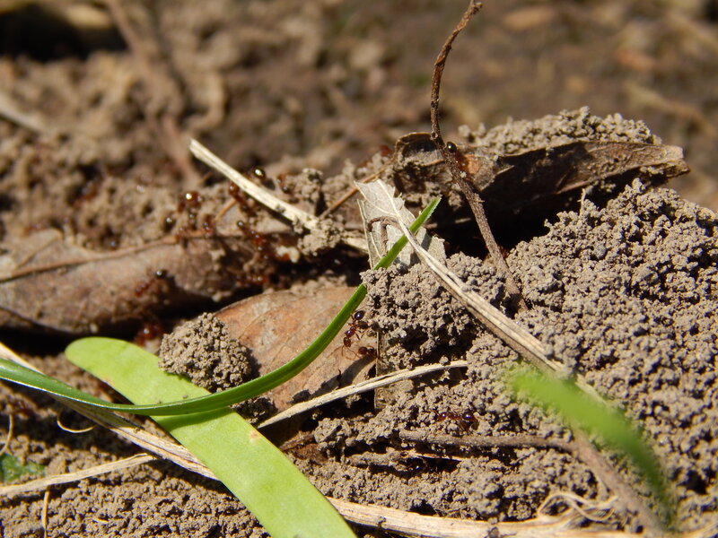 Ants on Soil