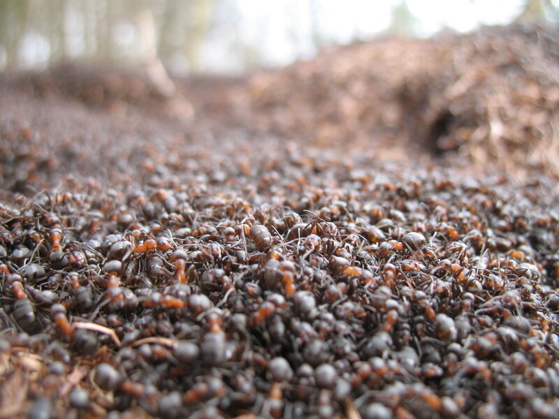 ants on the ground