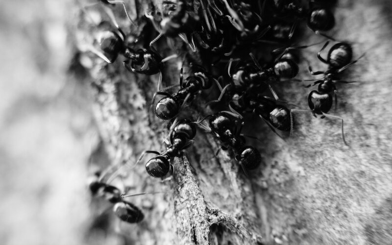 Ants on Tree Bark