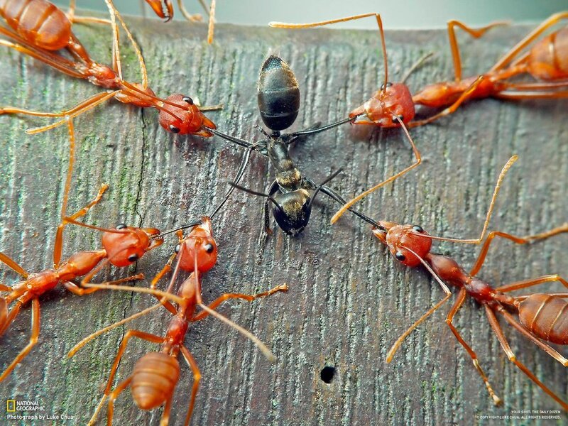 Ants on Wooden Surface