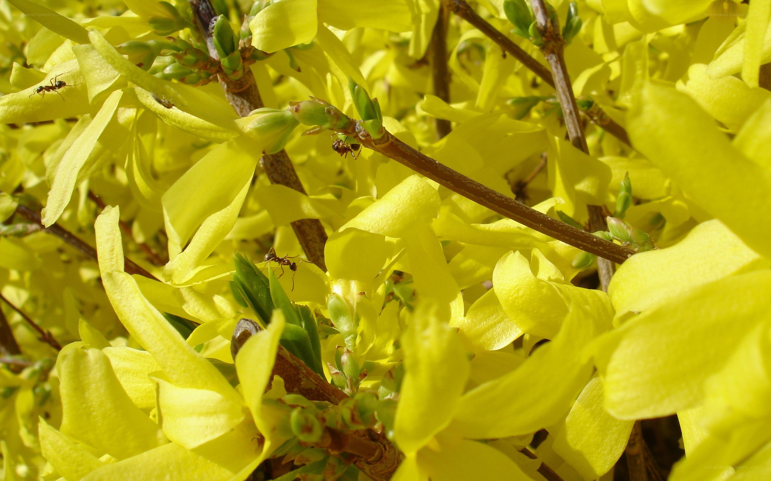 Ants on yellow flowers