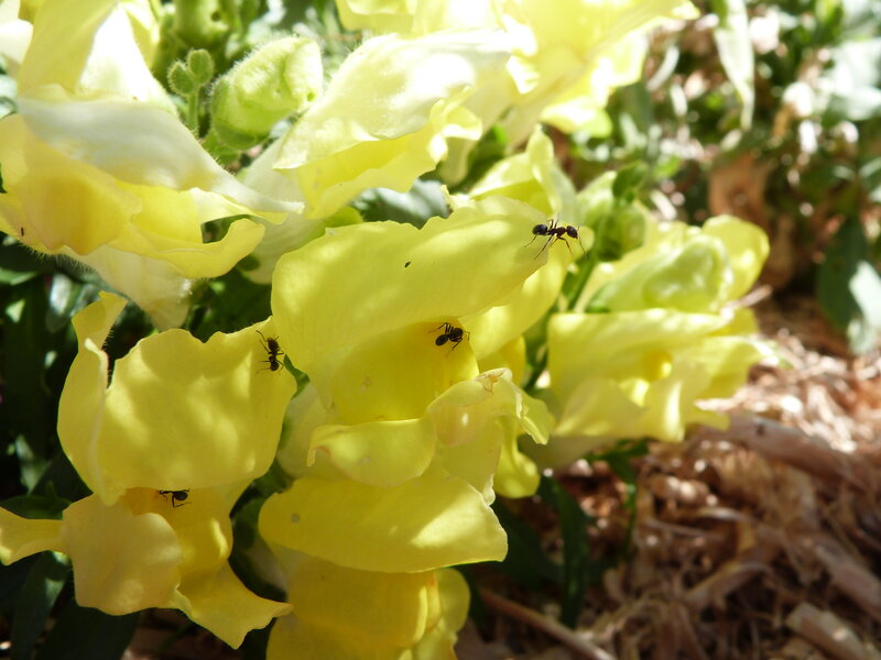 Ants on Yellow Flowers — Calm