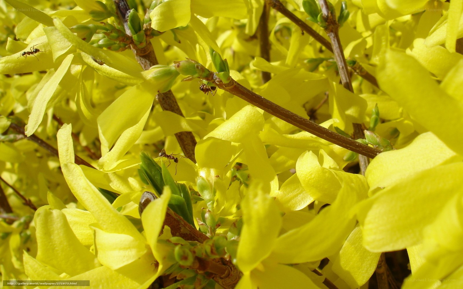 Ants on yellow flowers