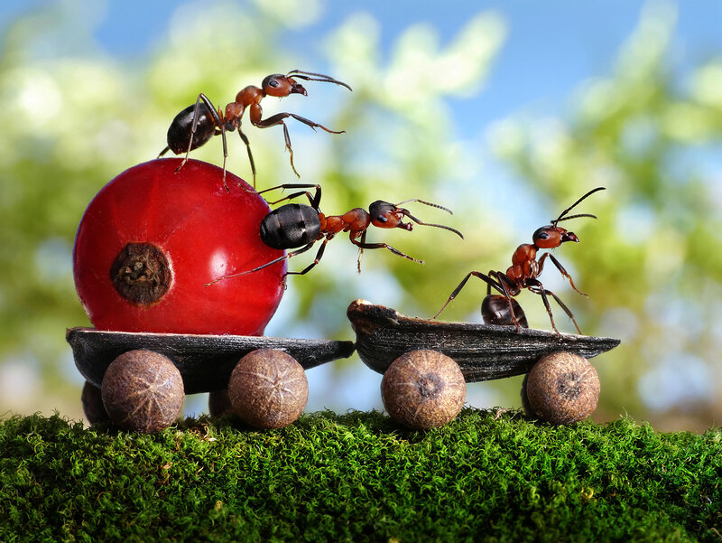 Ants Pushing Carts