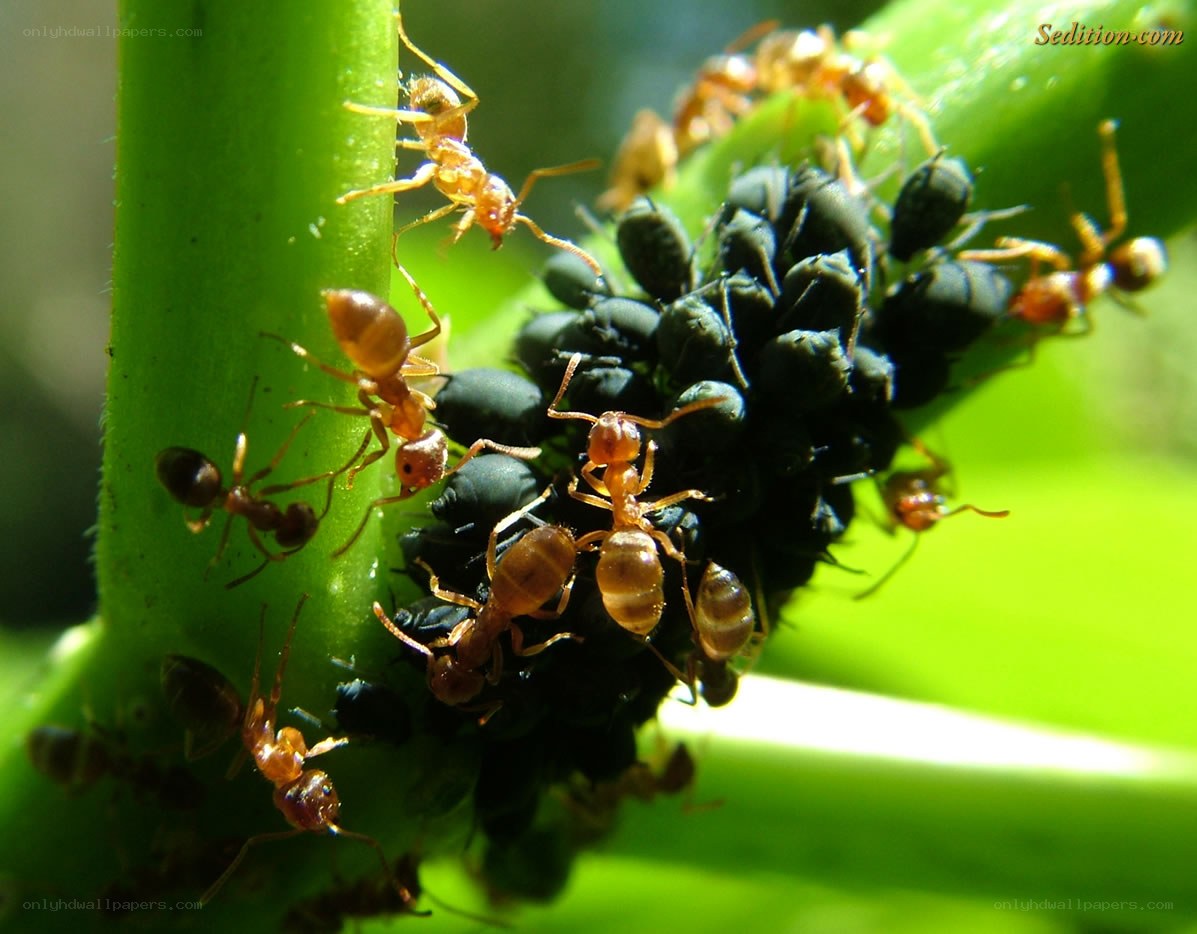 Ants tending aphids on a plant