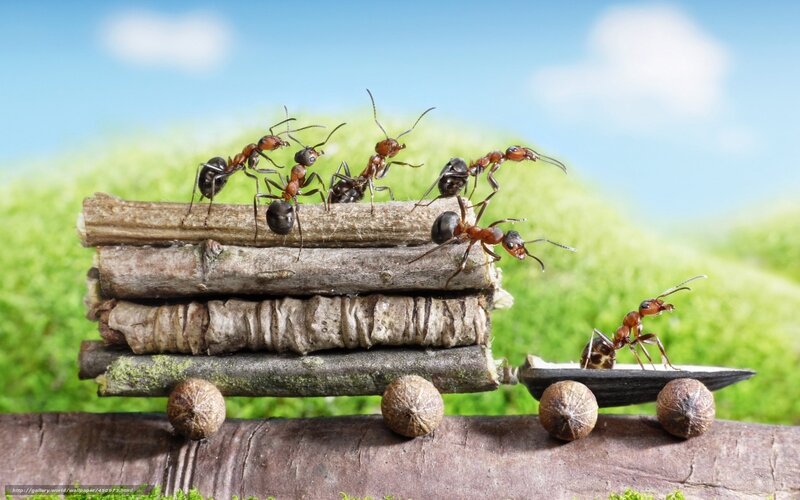 Ants transporting sticks
