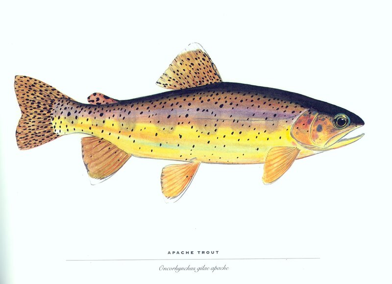 Apache Trout illustration