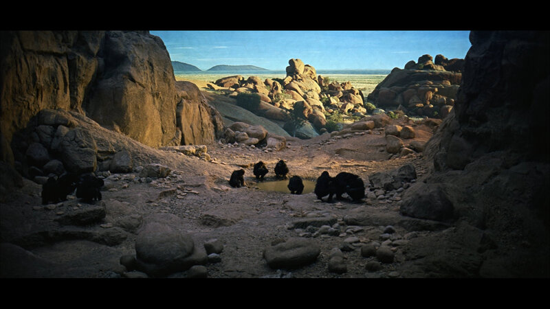 ape family at watering hole