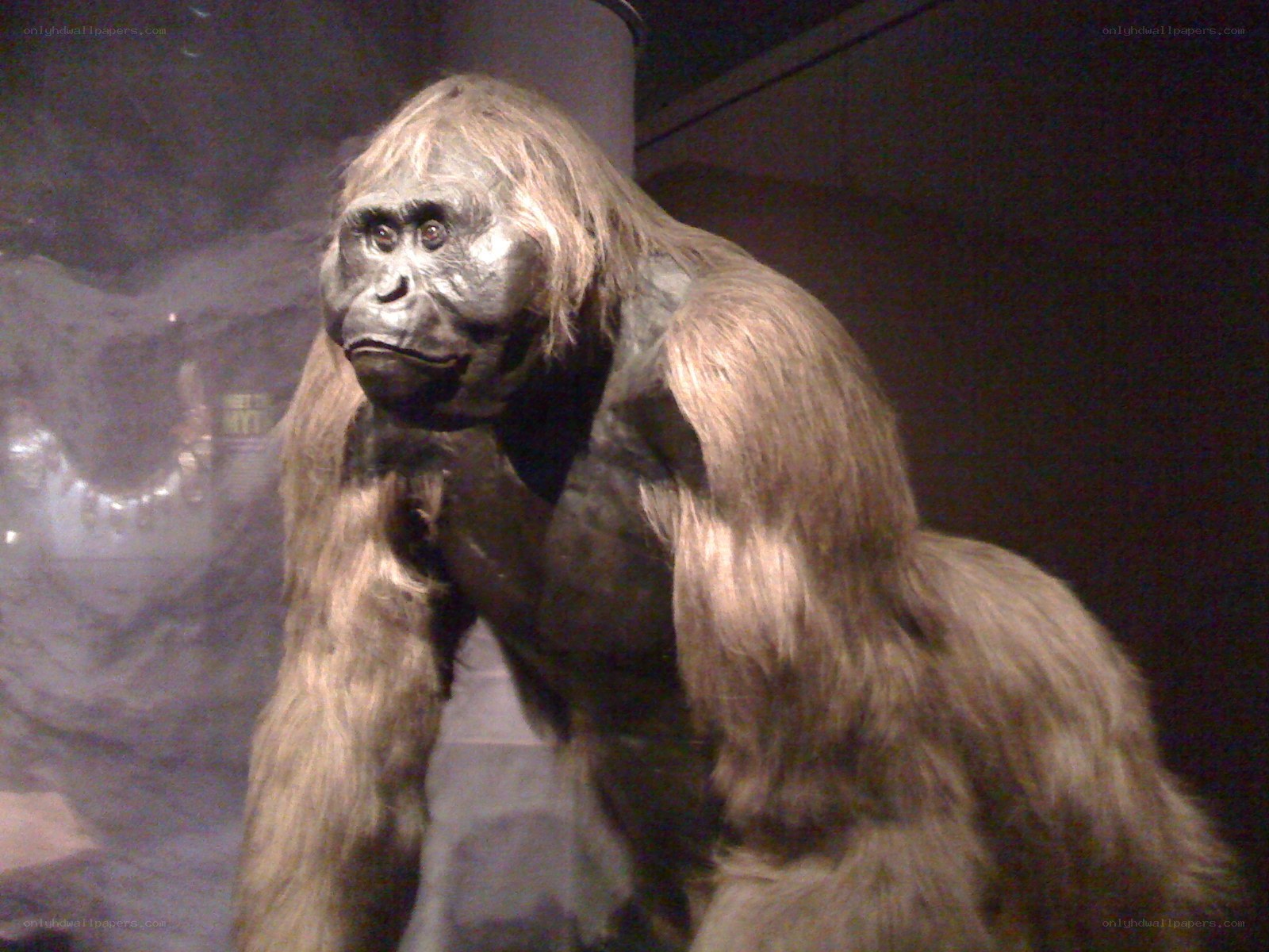 ape fossil reconstruction