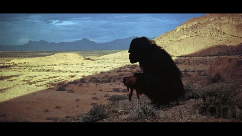 Ape Holding a Baby