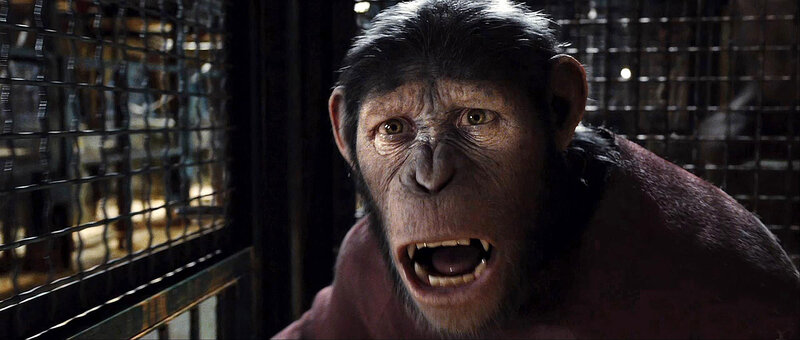 Ape in a Cage