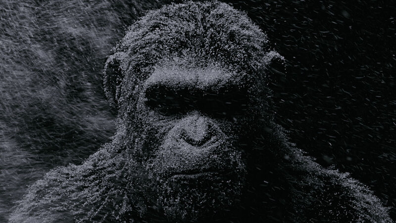 Ape in Snow