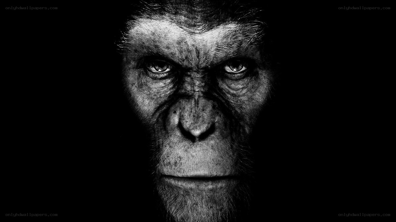 Ape's intense gaze