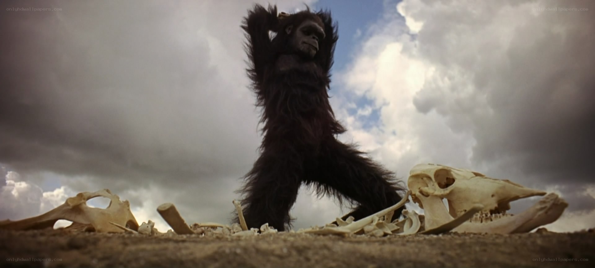 ape stands over bones