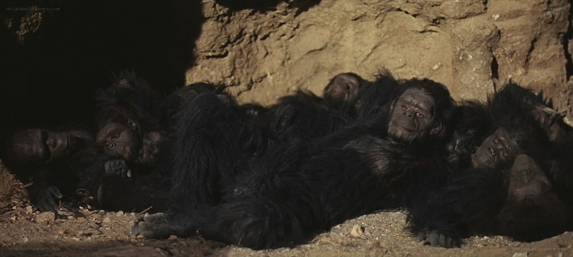apes in a cave