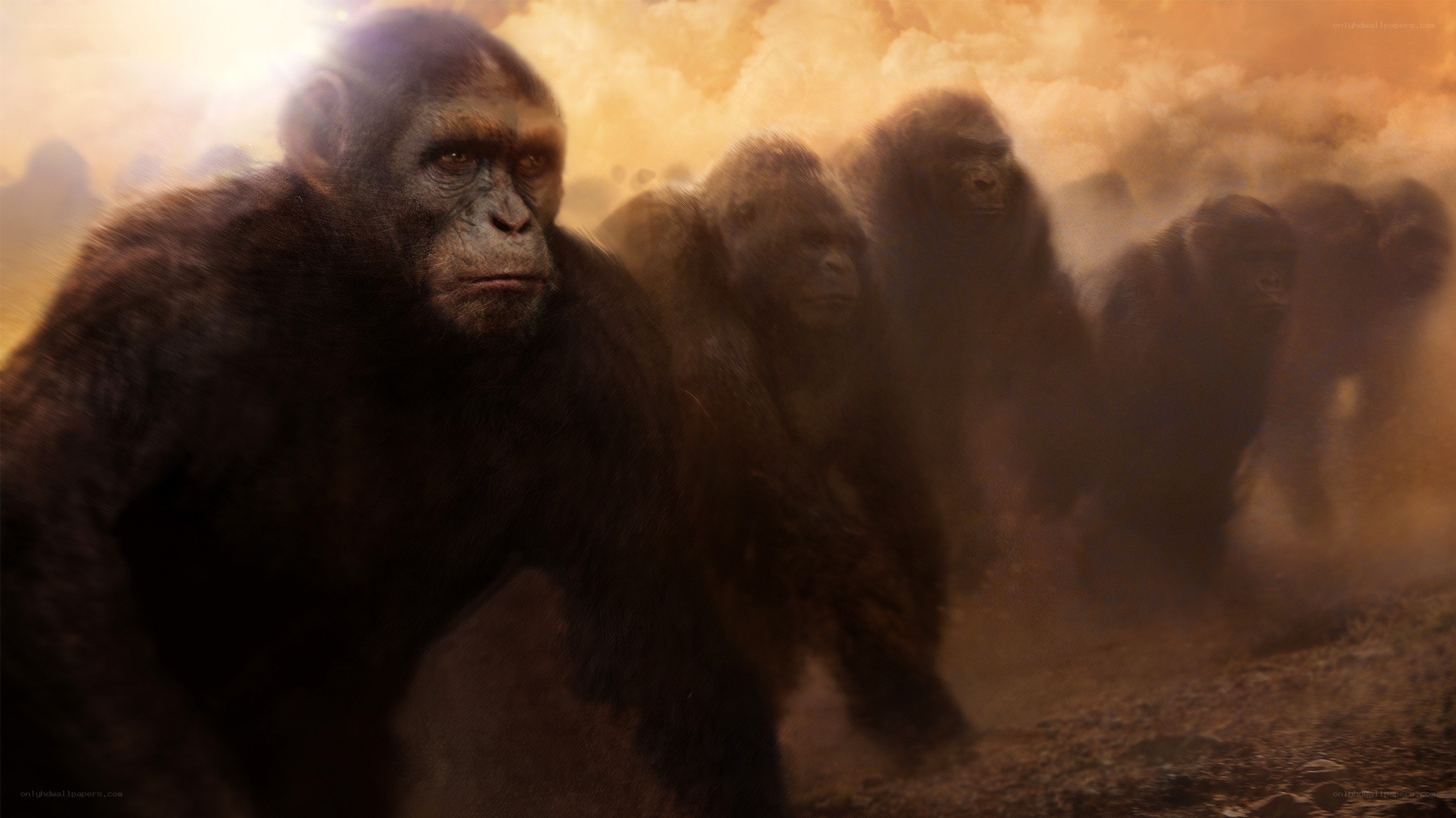 apes marching in dust